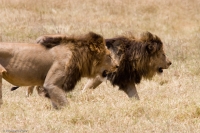 Black_Maned_Lions_Stalking.jpg