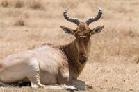 Hartebeest.jpg