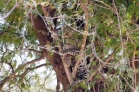 Leopard_Hiding_in_Tree.jpg