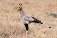 Secretary_Bird.jpg