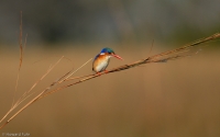 kingfisher-17.jpg