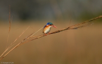 kingfisher-17.jpg
